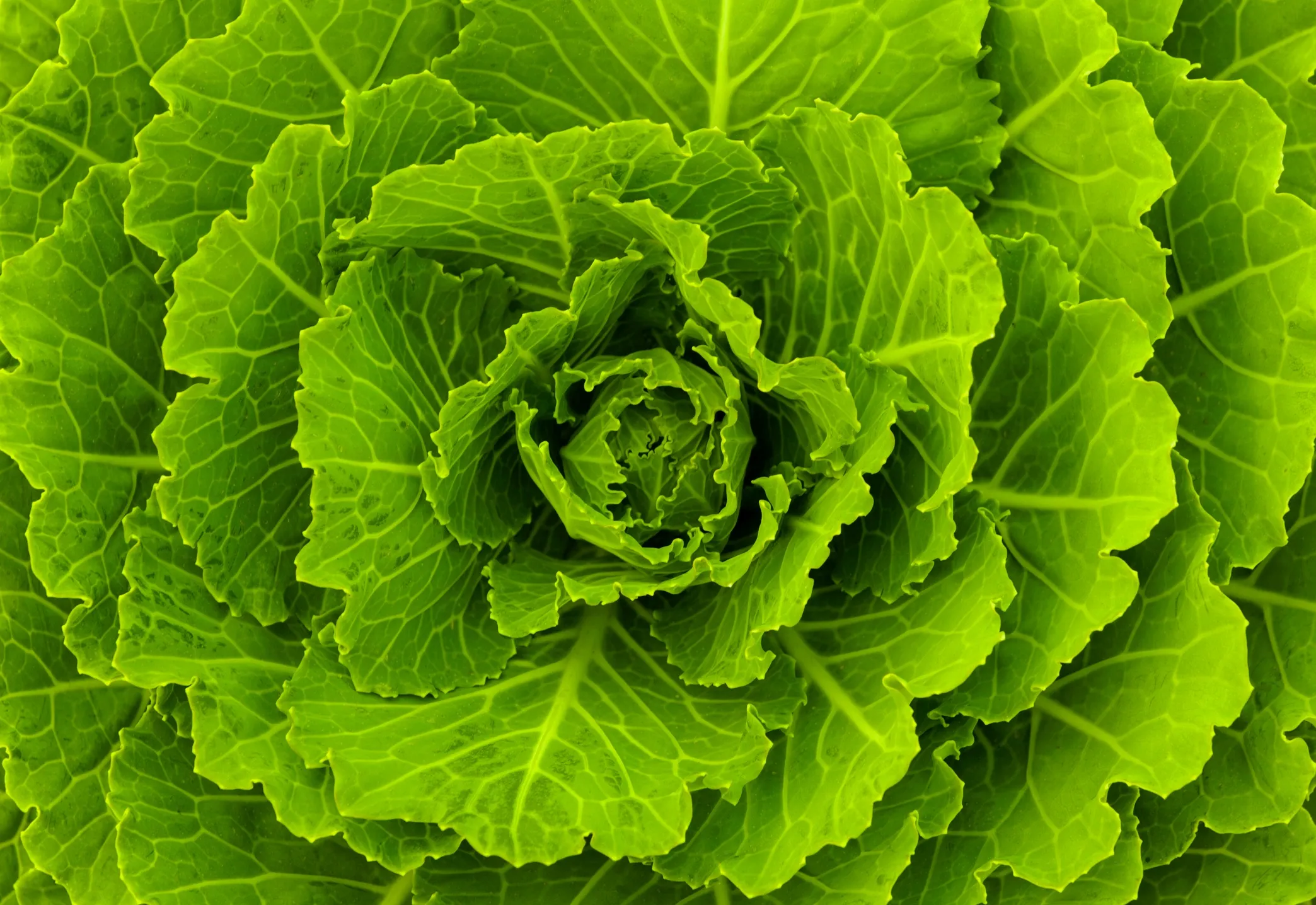 green cabbage leaves