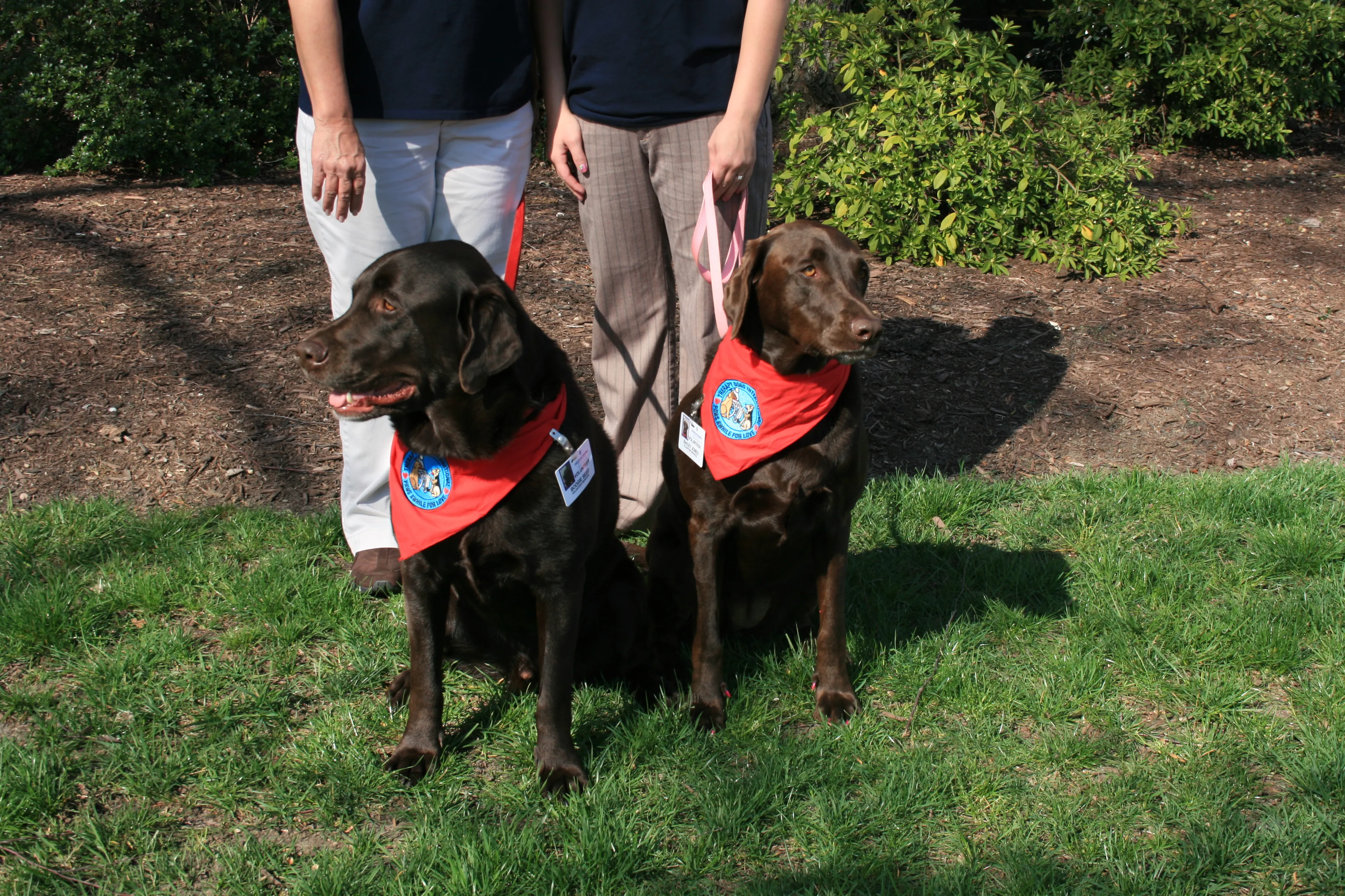 two therapy dogs and their handlers